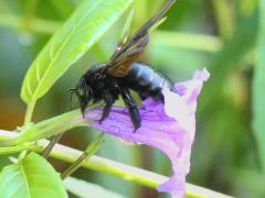 (Sonoran Carpenter Bee) female
