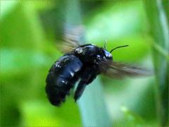 (Sonoran Carpenter Bee) female flying