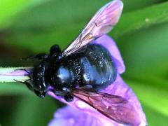 (Sonoran Carpenter Bee) female robbing nectar
