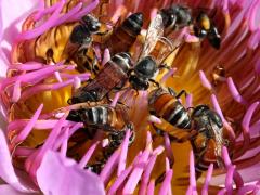Red Dwarf Honey Bee on Sacred Lotus