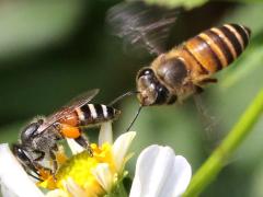 (Asiatic Honey Bee) flying