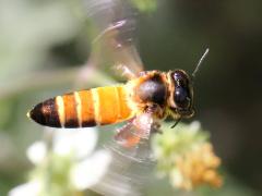 (Giant Honey Bee) flying