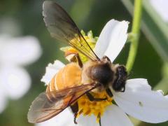 (Giant Honey Bee) lateral