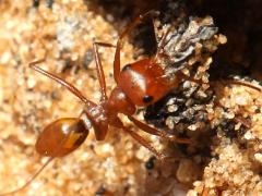 (Livida Sahara Ant) frontal