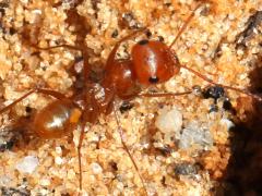 (Livida Sahara Ant) lateral