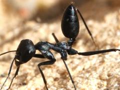 (Black Desert Ant) one acrobatic