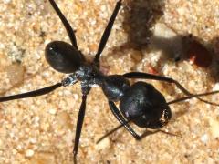 (Black Desert Ant) one upright