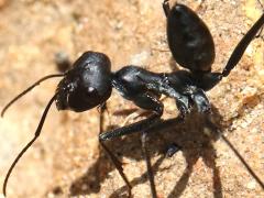 (Black Desert Ant) two acrobatic