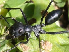 (Black Desert Ant) two dorsal