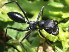 (Black Desert Ant) two frontal