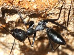 (Black Desert Ant) two lateral