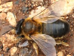 (Melitturga Mining Bee) dorsal