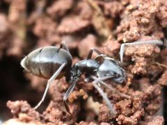 (Tapinoma Odorous Ant) frontal