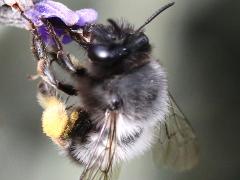 (Nigriceps Digger Bee) pollen basket