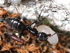 (Tapinoma Odorous Ant) carrying larva