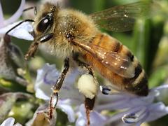 (European Honey Bee) pollen basket