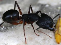 (Giant Desert Ant) dorsal