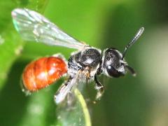 (Lasioglossum Sweat Bee) dorsal