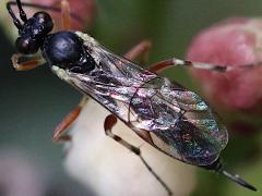 (Campopleginae Ichneumon Wasp) female dorsal