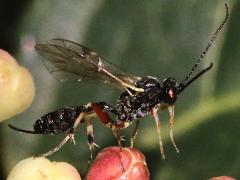 (Campopleginae Ichneumon Wasp) female lateral