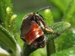 (Lasioglossum Sweat Bee) dorsal