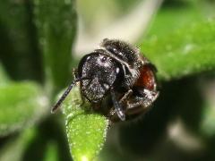 (Lasioglossum Sweat Bee) face