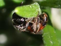 (Lasioglossum Sweat Bee) lateral