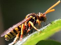 (Nomad Bee) lateral