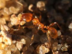 (Big-headed Ant) lateral