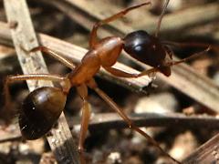 (Tanaemyrmex Carpenter Ant) lateral