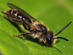 (Andrena Mining Bee) lateral