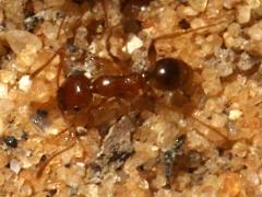 (Big-headed Ant) lateral