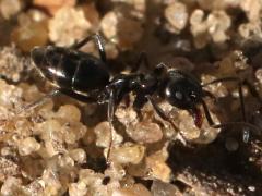 (Tapinoma Odorous Ant) frontal