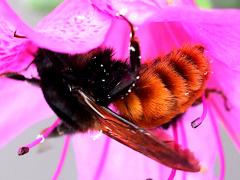 (Bicoloured Bumble Bee) lateral