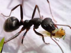 () carrying on Japanese Wood Ant
