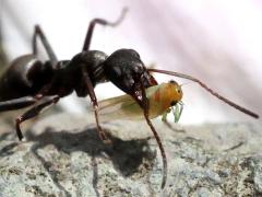 () dragging on Japanese Wood Ant