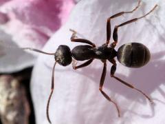 (Japanese Wood Ant) dorsal