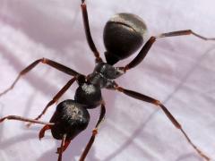 (Japanese Wood Ant) lateral