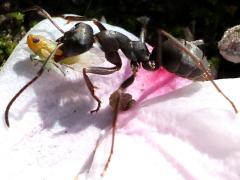 (Japanese Wood Ant) profile