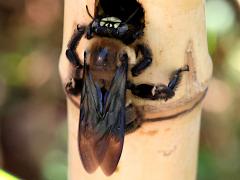 (Bronze-winged Bamboo-Carpenter) crawling nest