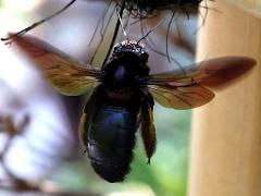 (Bronze-winged Bamboo-Carpenter) hovering dorsal