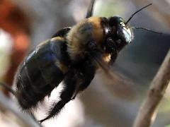 (Bronze-winged Bamboo-Carpenter) hovering profile