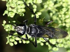 (Argentatus Wasp) dorsal