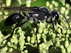 (Argentatus Wasp) lateral