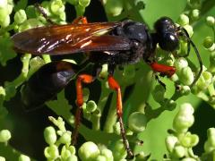 (Subtruncatus Wasp) female dorsal (Subtruncatus Wasp) female dorsal