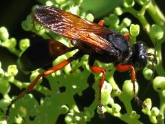 (Subtruncatus Wasp) female lateral (Subtruncatus Wasp) female lateral