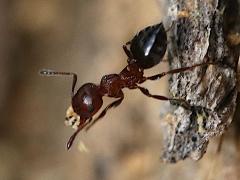 (Graeca Acrobat Ant) lateral