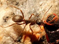 (Cinerea Field Ant) dragging European Firebug