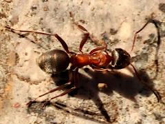 (Rufibarbis-group Wood Ant) dorsal