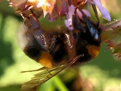 (Buff-tailed Bumble Bee) lateral